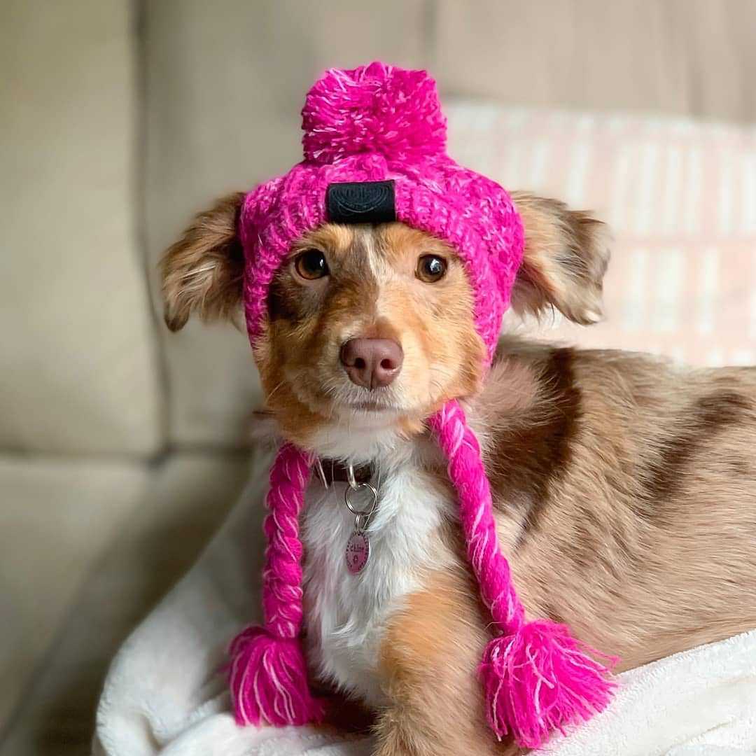Pet Hat with Pom Pom for Cats and Dogs