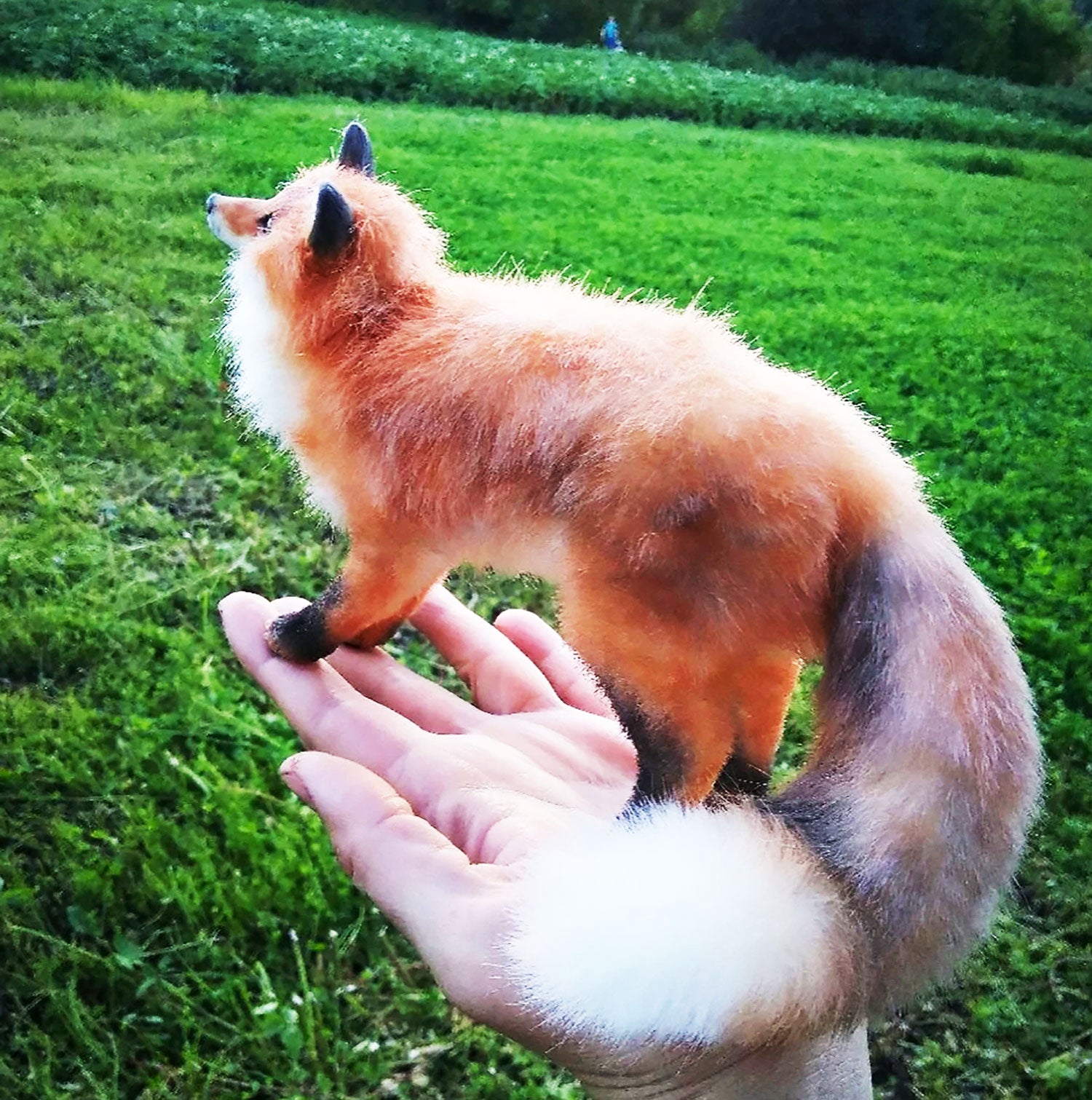 FOX ALICE, Needle Felted Fox, Replica Fox, Realistic Animals, Fox Decor,  Wild Fox Toys, Fox Art, Felt Fox, Fox Lover Gifts 